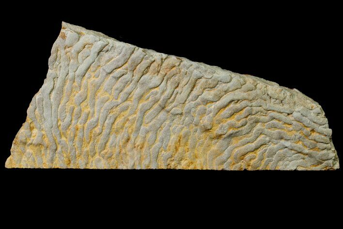 Pennsylvanian, Fossil Microbial Mat - Oklahoma #155976